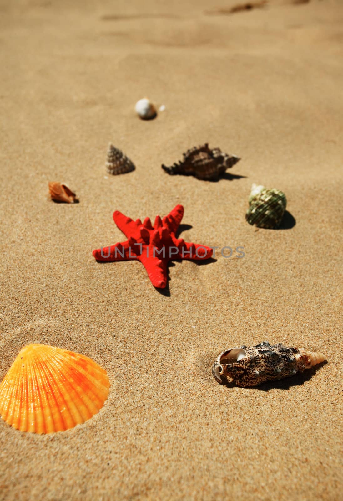 Shells on the beach by ecobo