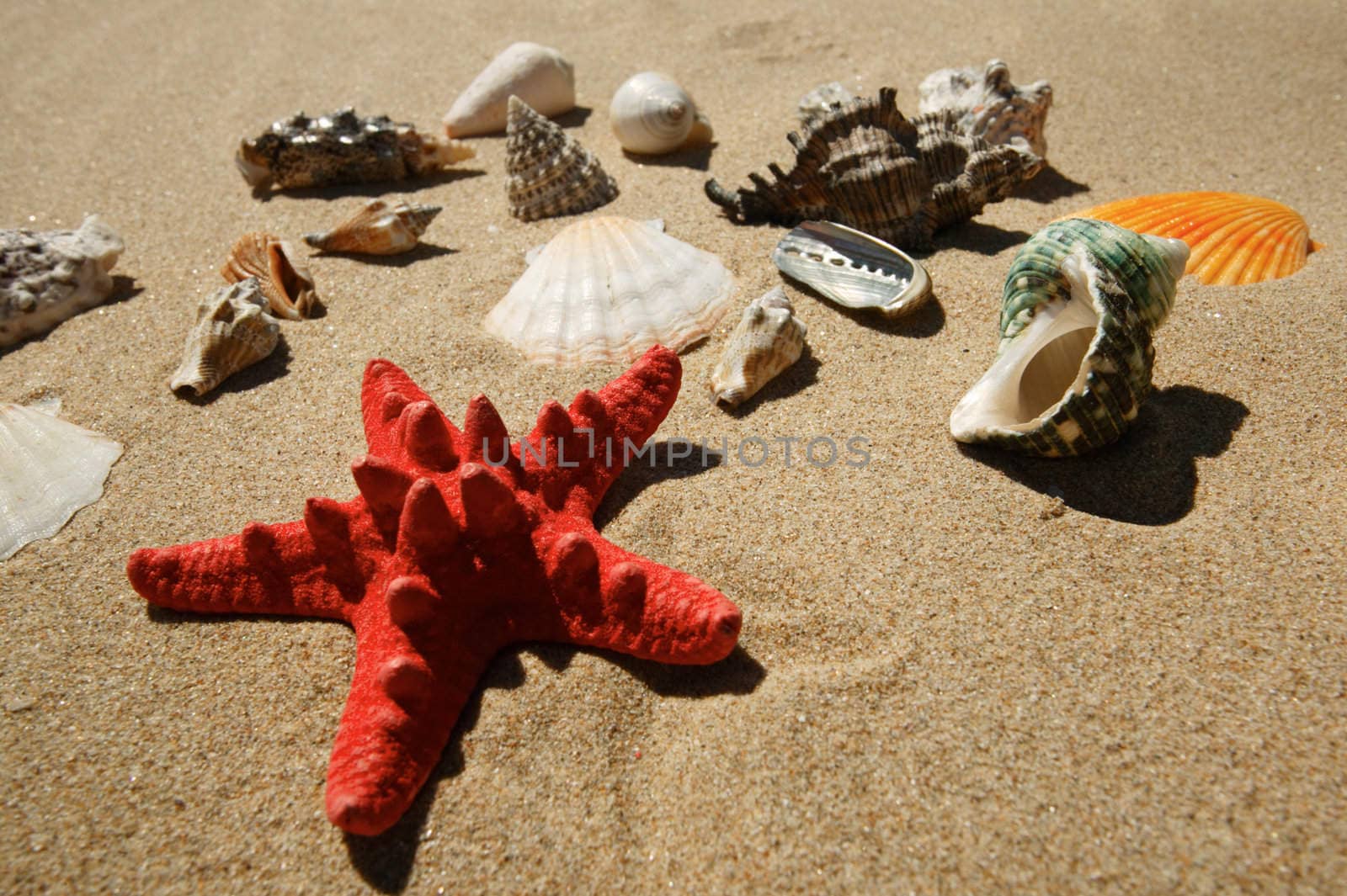 Star-fish and shells by ecobo