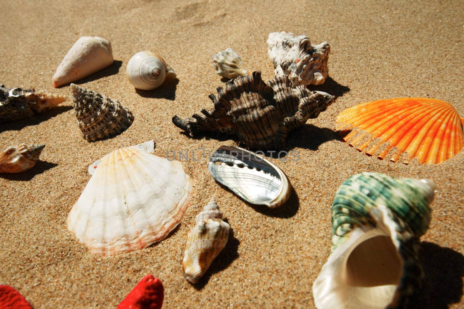 Tropical shells on the beach sand