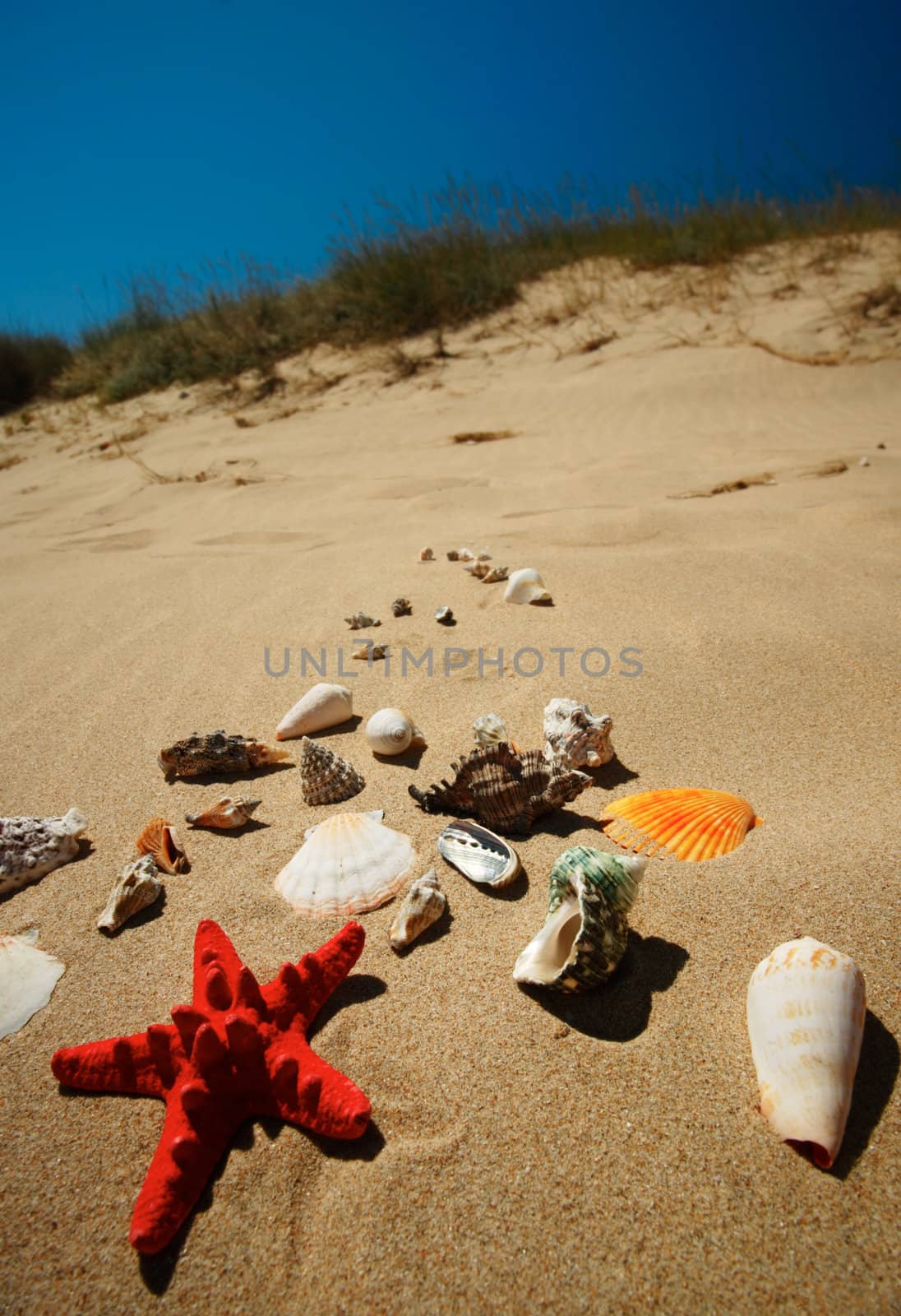 Tropical beach scenery with shells and star-fish