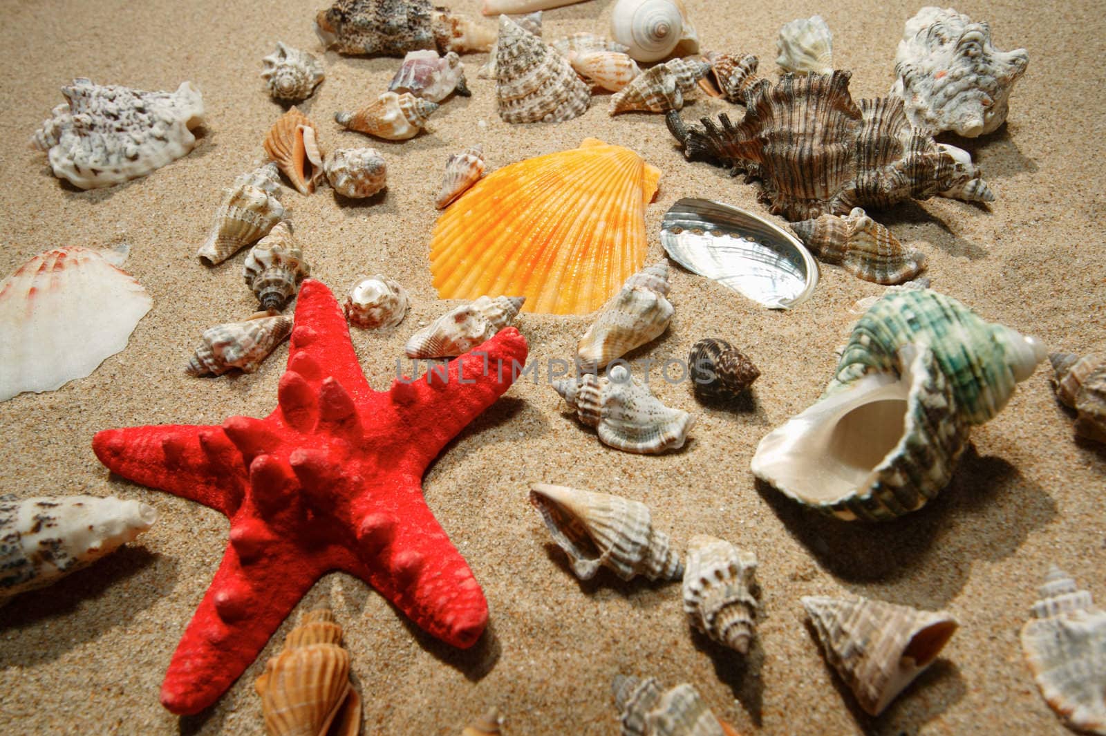 Tropical shells and star-fish by ecobo