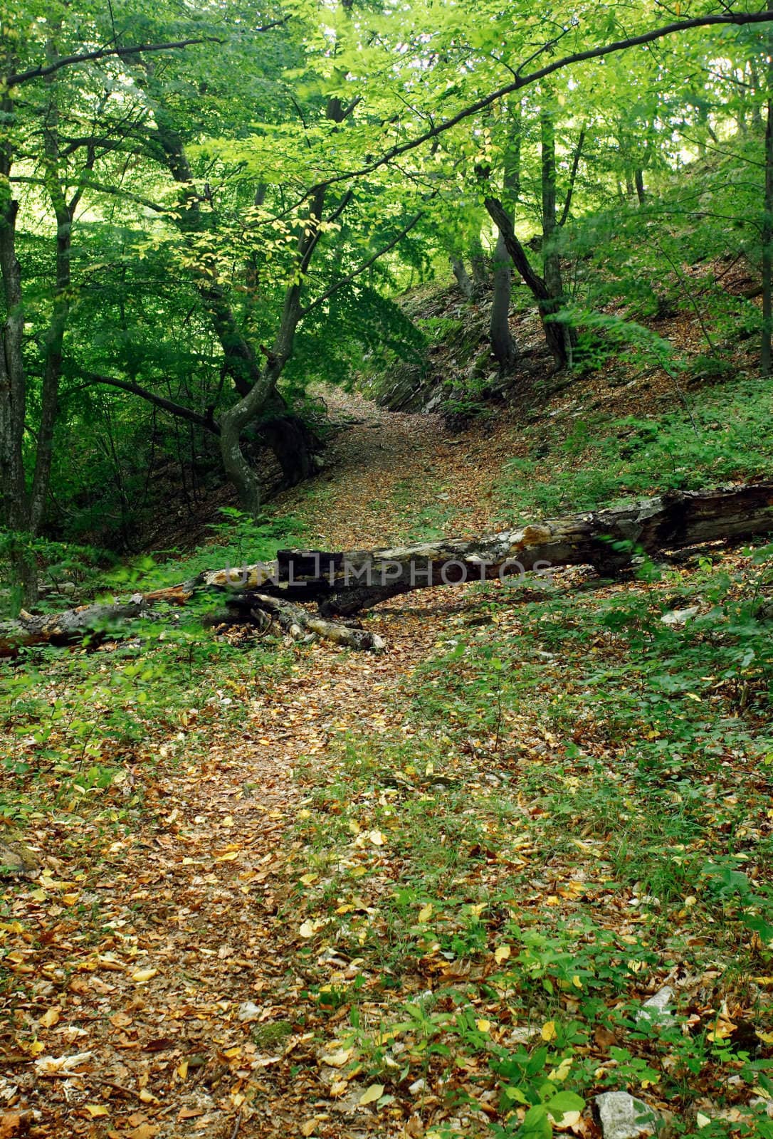 Path in a mountain forest