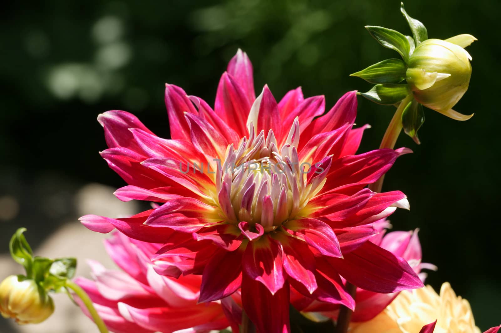 Close-up of a red dahlia flower