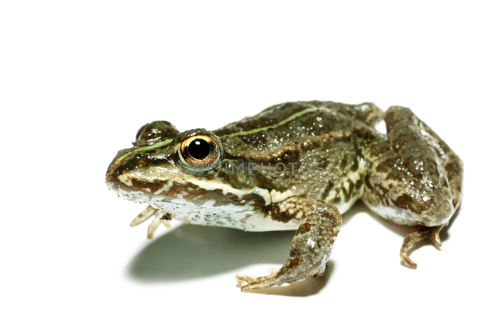 Frog, isolated on a white background