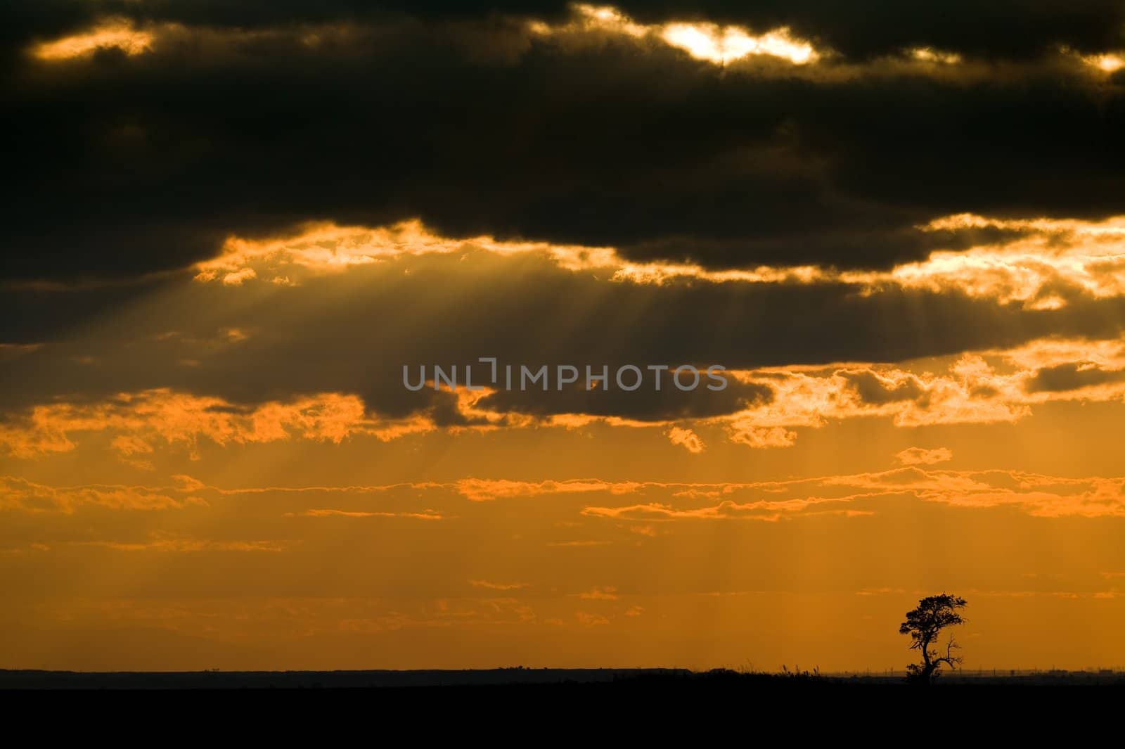 Lonely tree on a colorful sunset with light rays