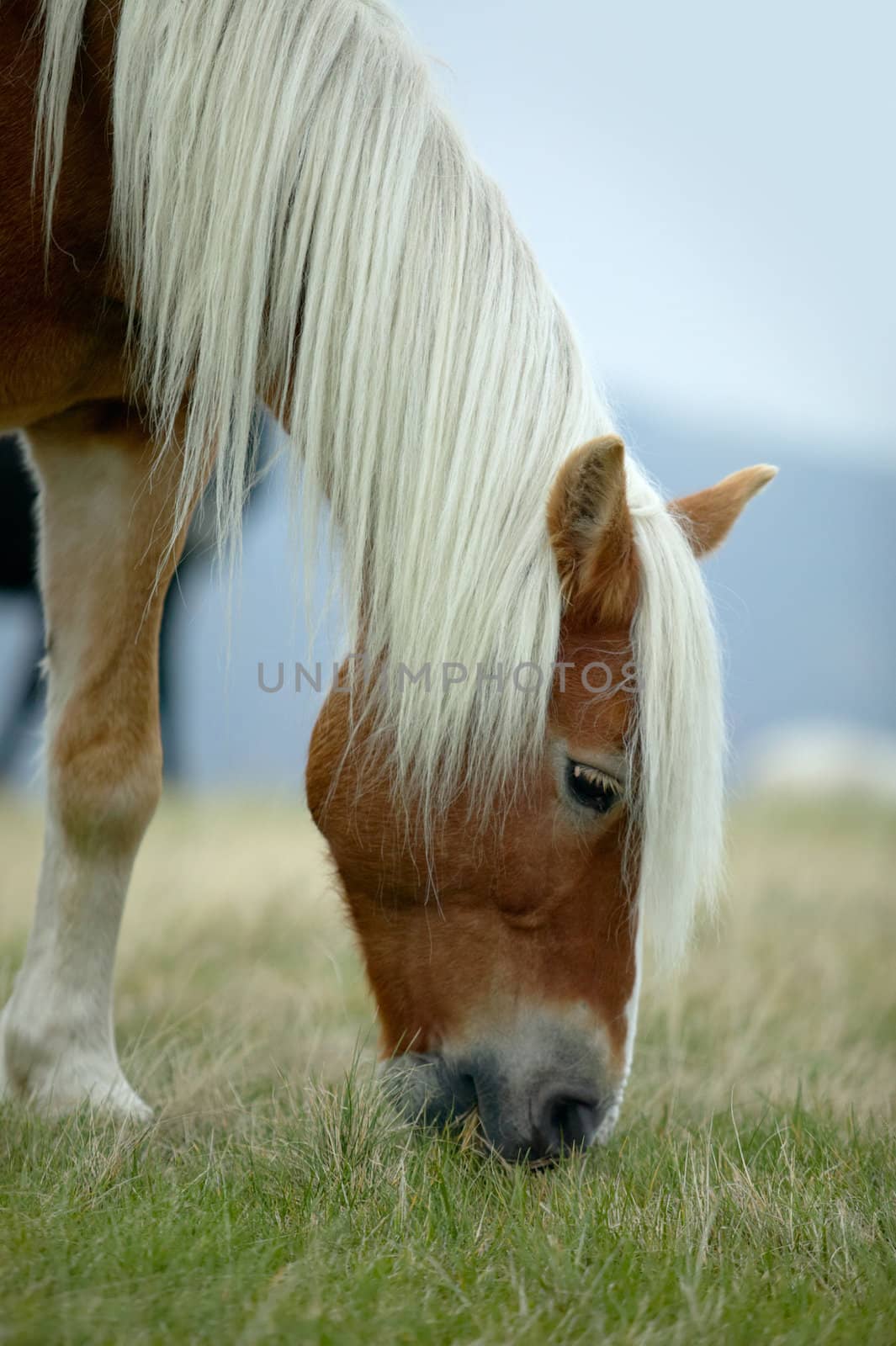 Head of a brown horse with white mane