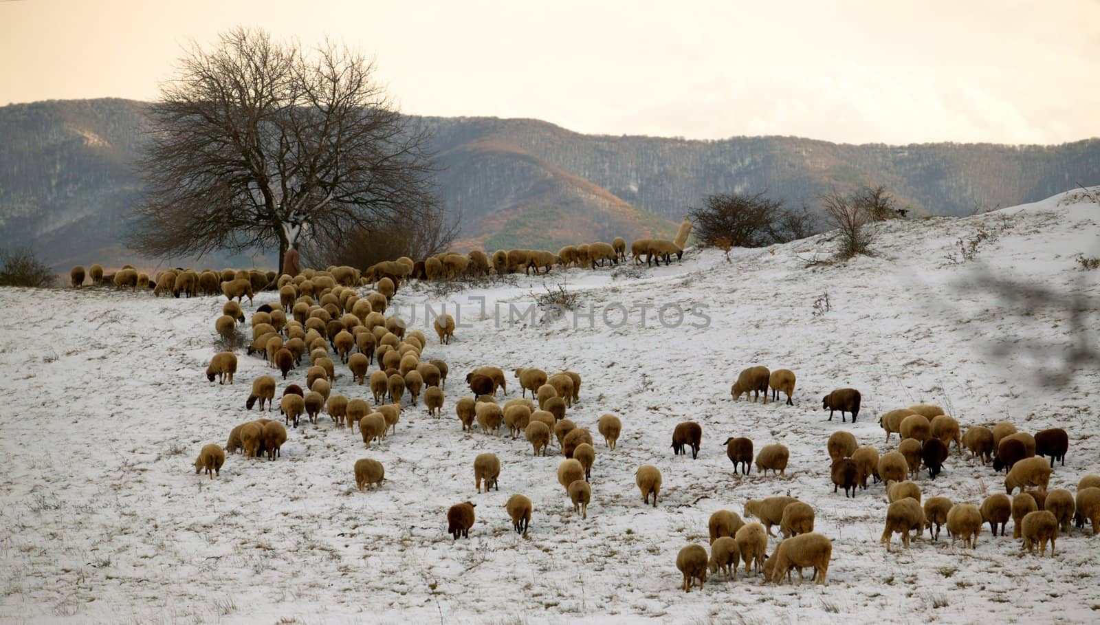 Flock of sheep going home at sunset light