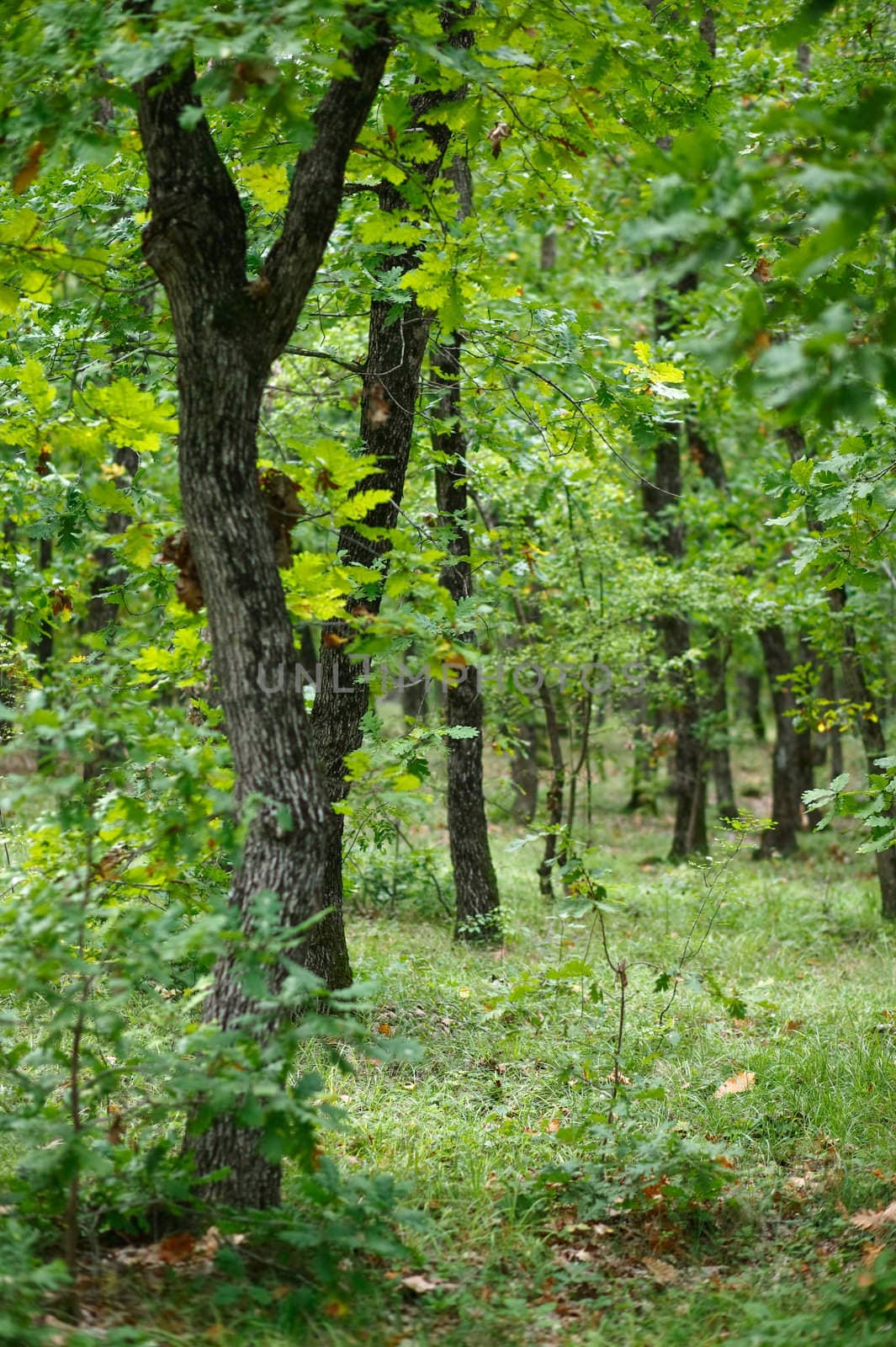 Forest - groove of green oak-trees