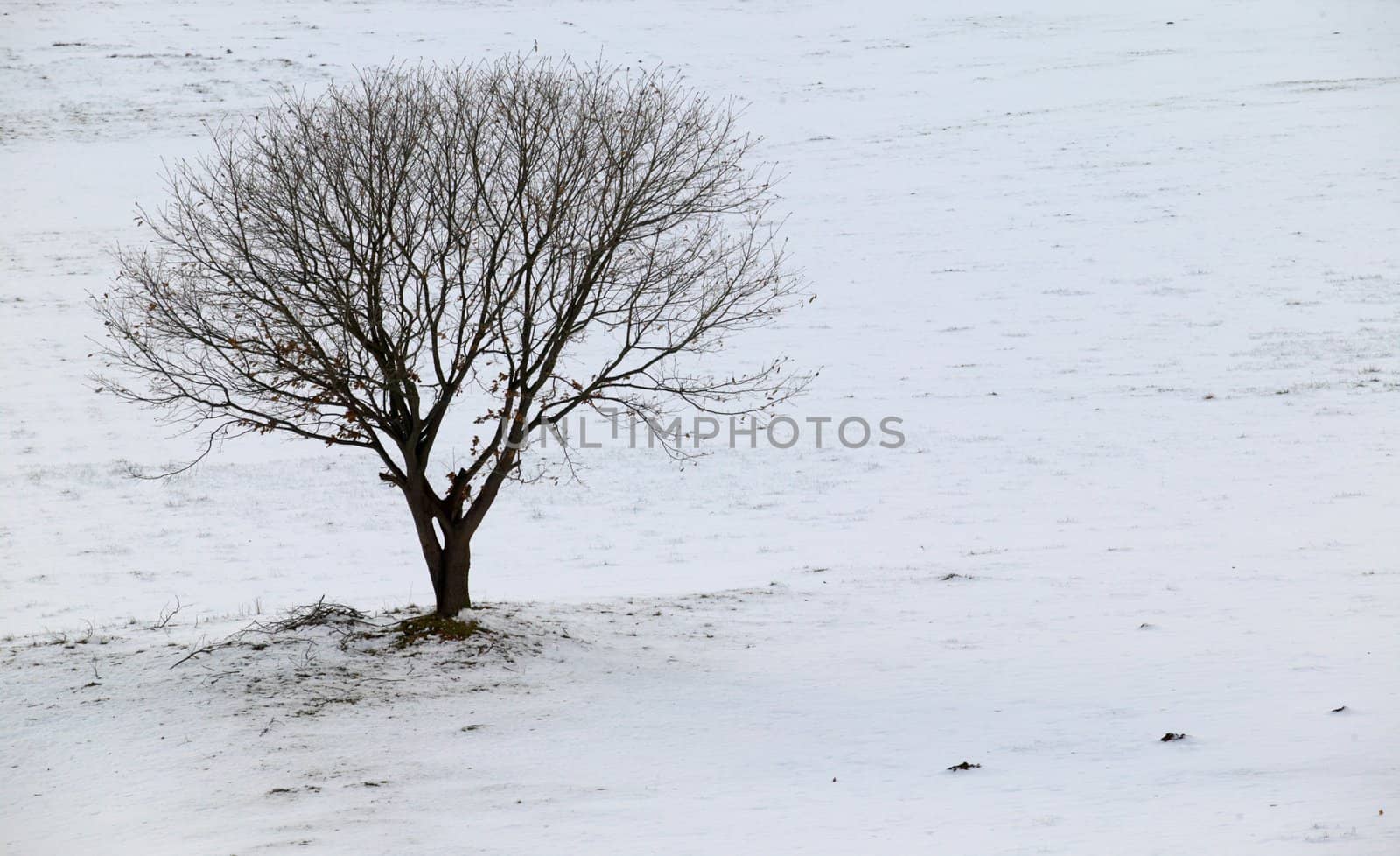 Lonely tree on a white snowy field