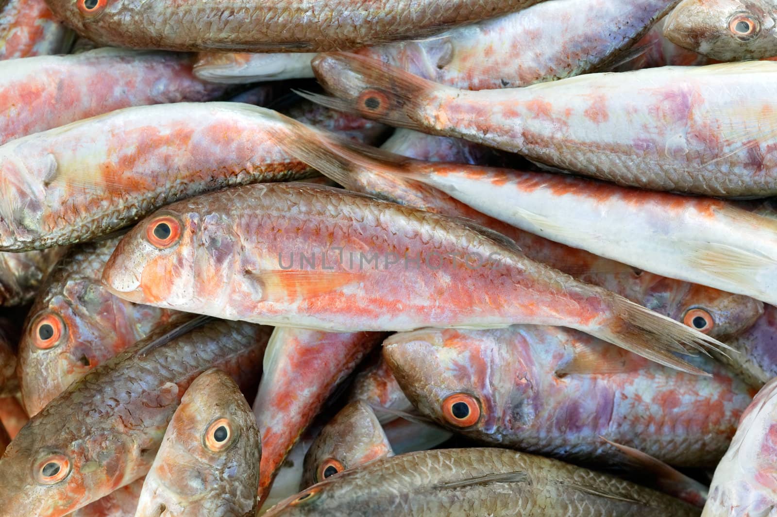 Catch of red mullet fish (Mullus barbarus)