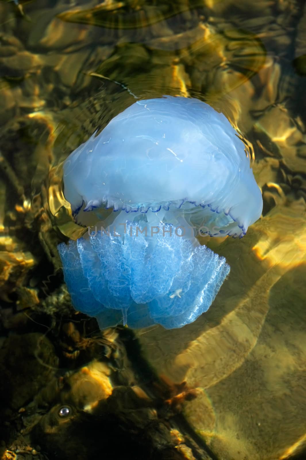 Big Jelly-fish in shallow water