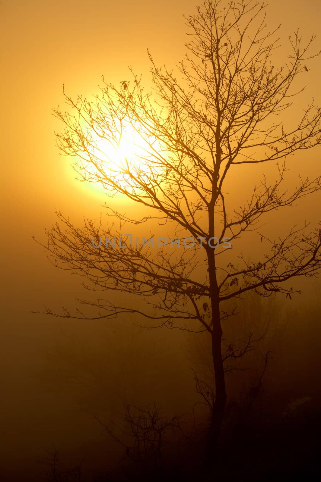 Winter tree in a colorful mist at sunset