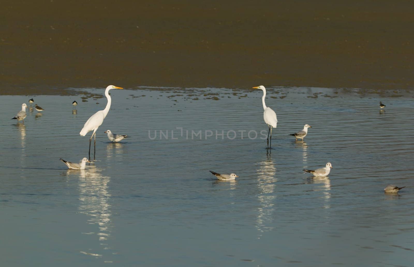 Two egrets and other birds - gulls and snipes