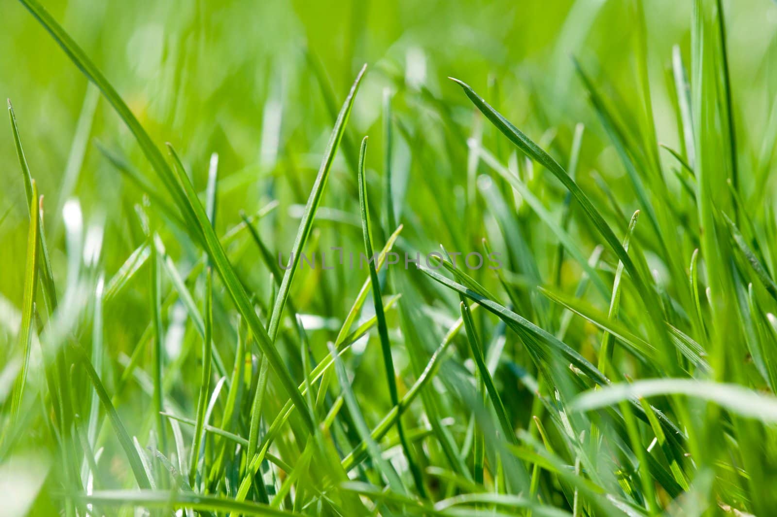 Close-up of spring green grass