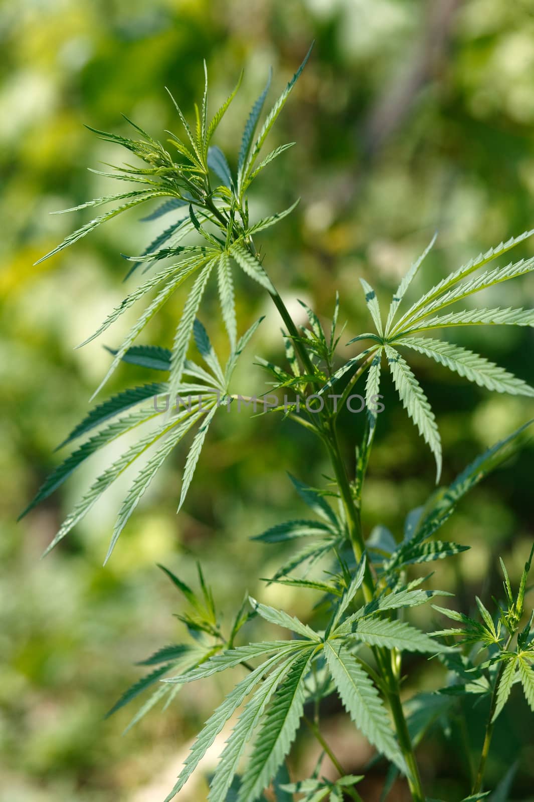 Green marihuana sprig and leafs