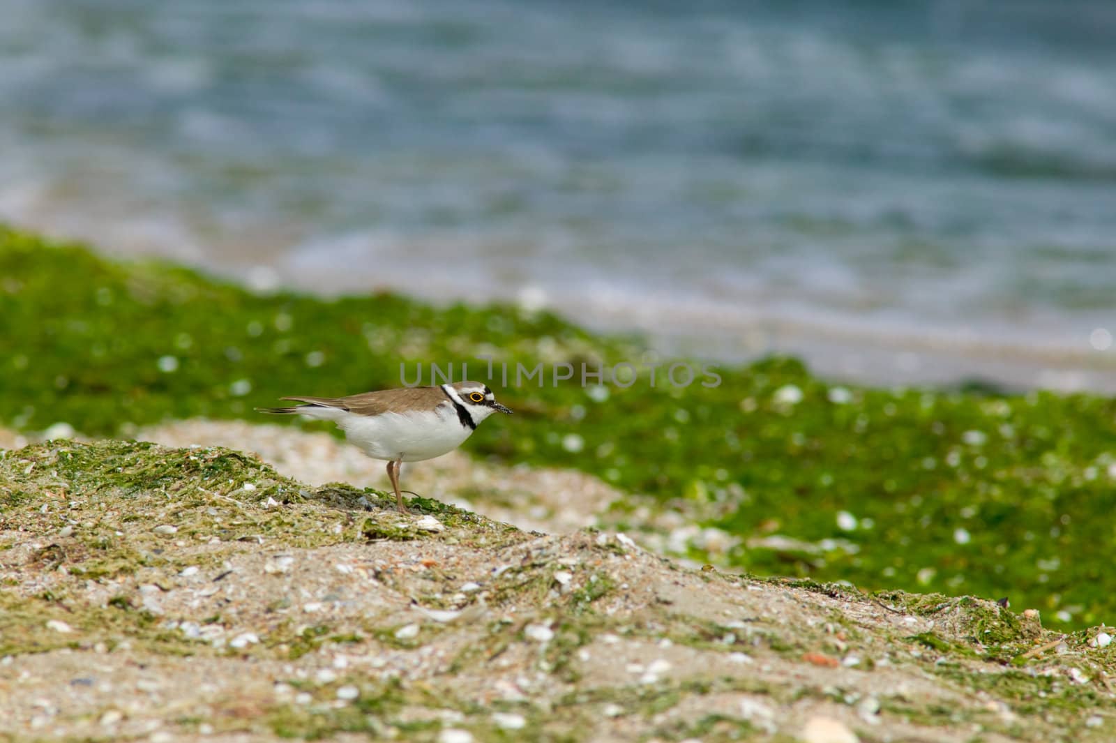 Golden Eye bird on the sea shore