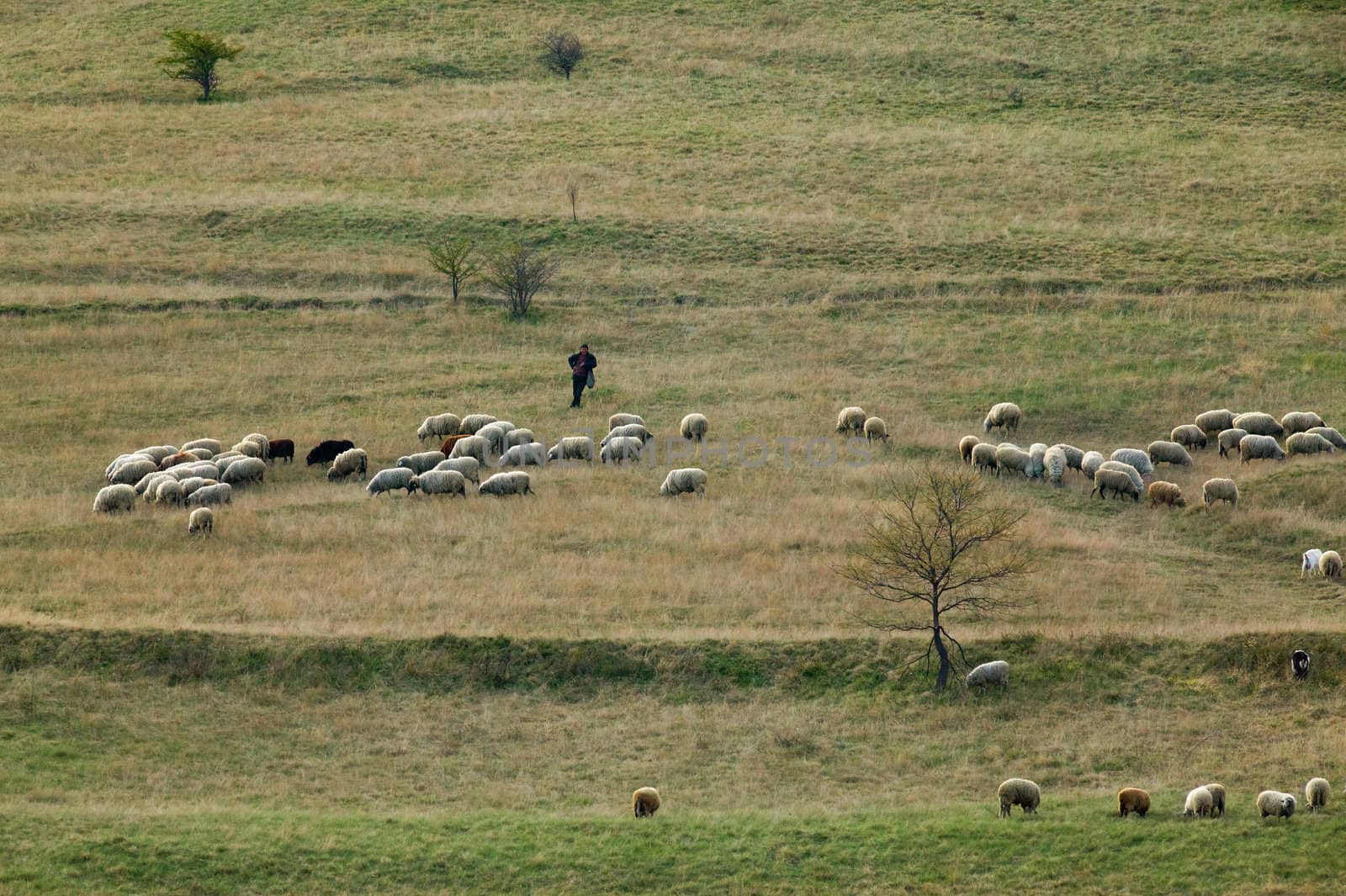 Shepherd with his sheep flock on a winter field