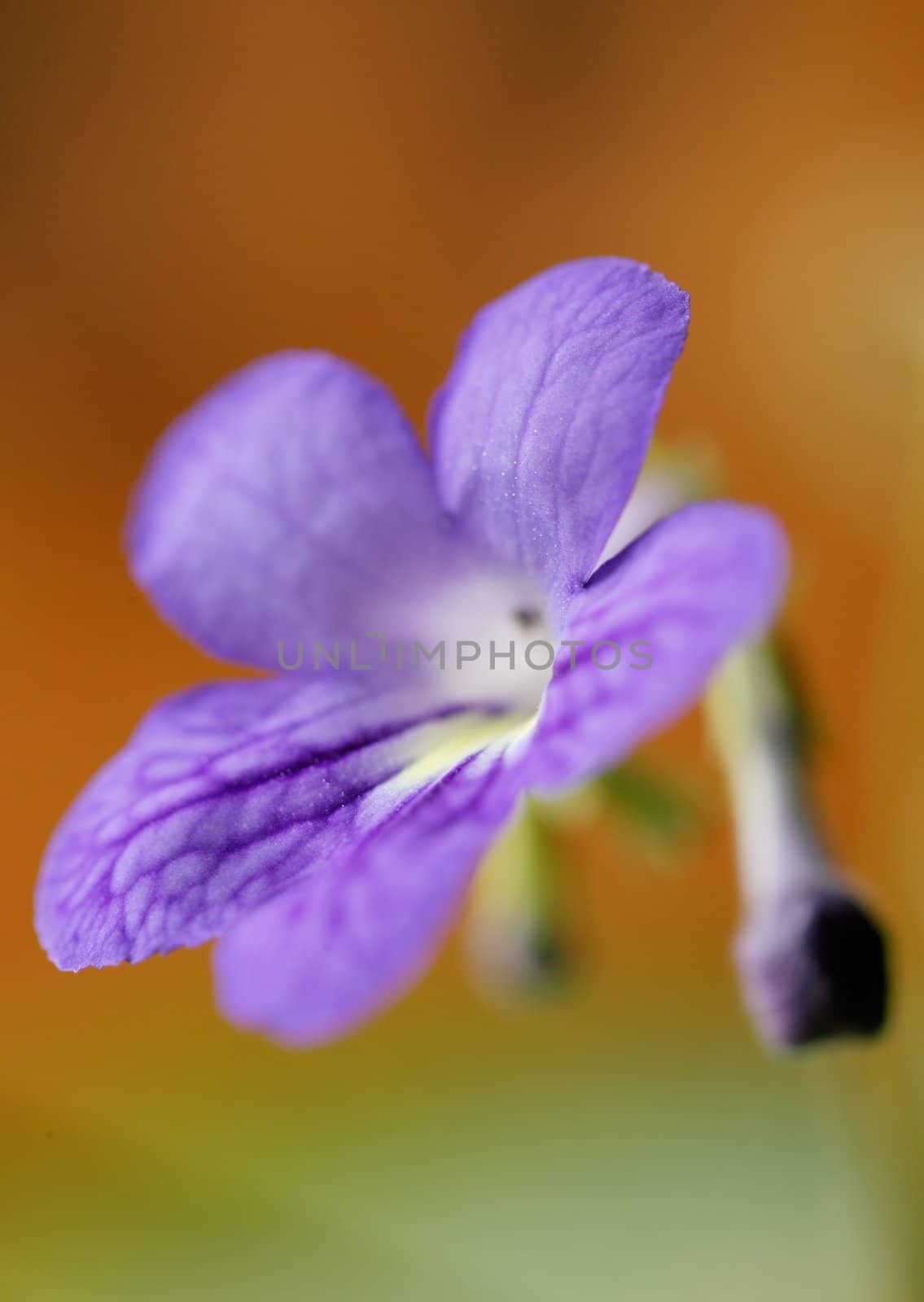 Close-up of a blue flower blossom