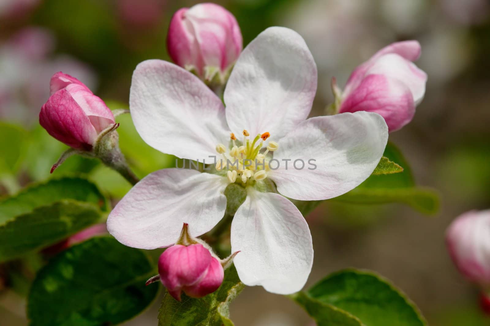 Apple blossom by ecobo