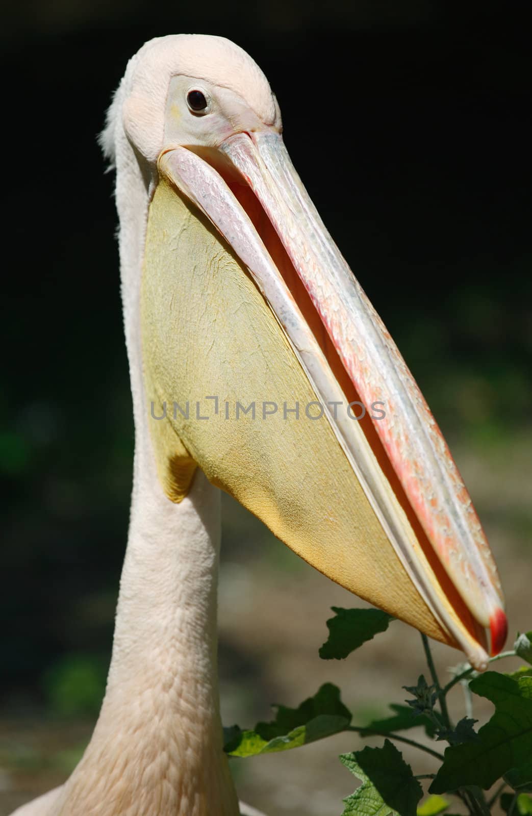 Head of a pink pelican