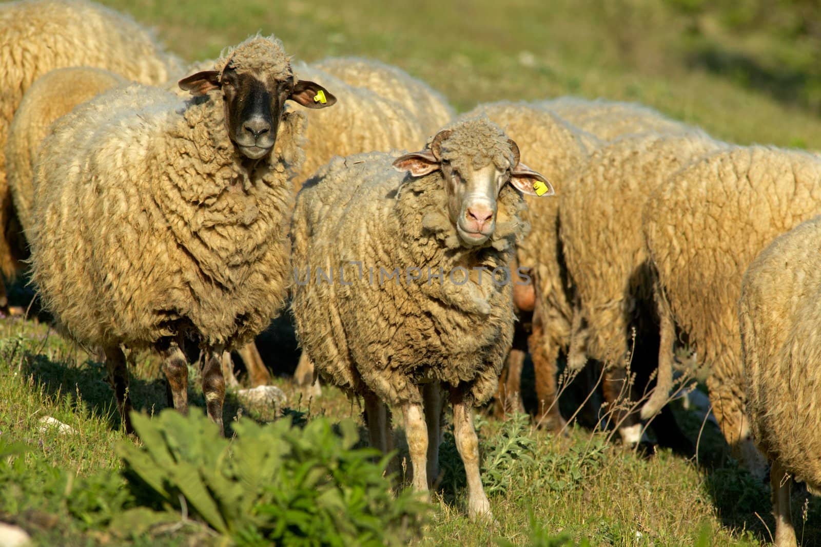 Sheep at sunset by ecobo