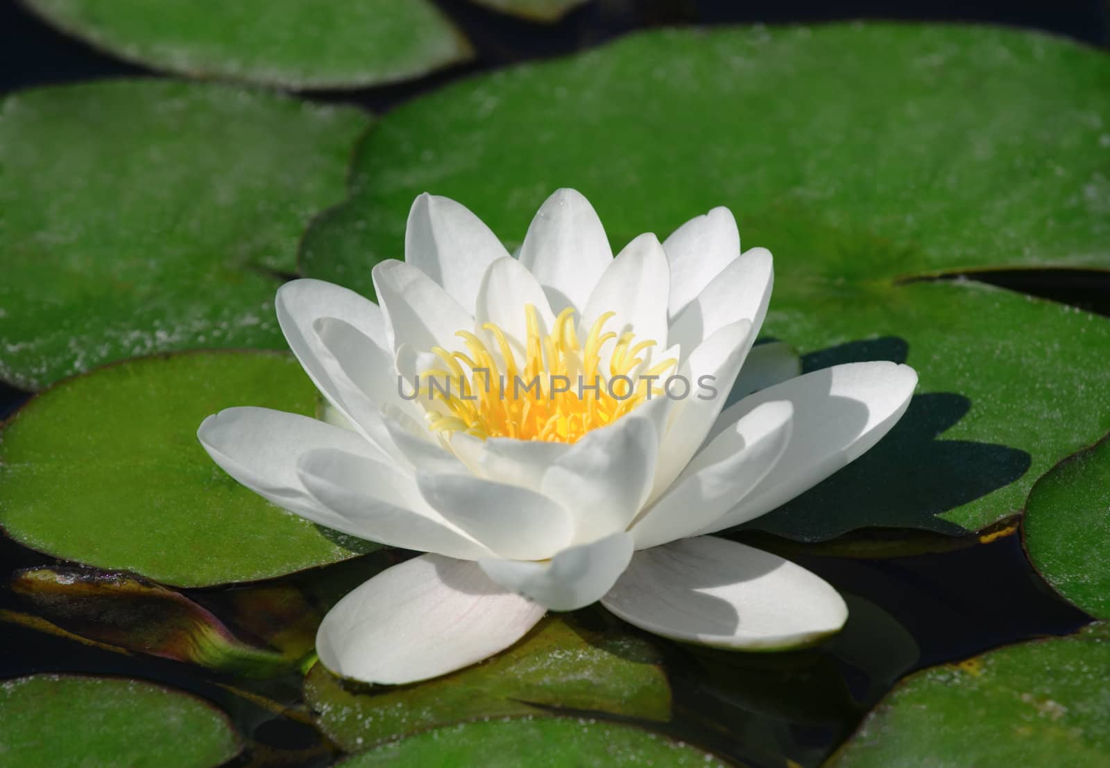 Blossom water lily and leafs