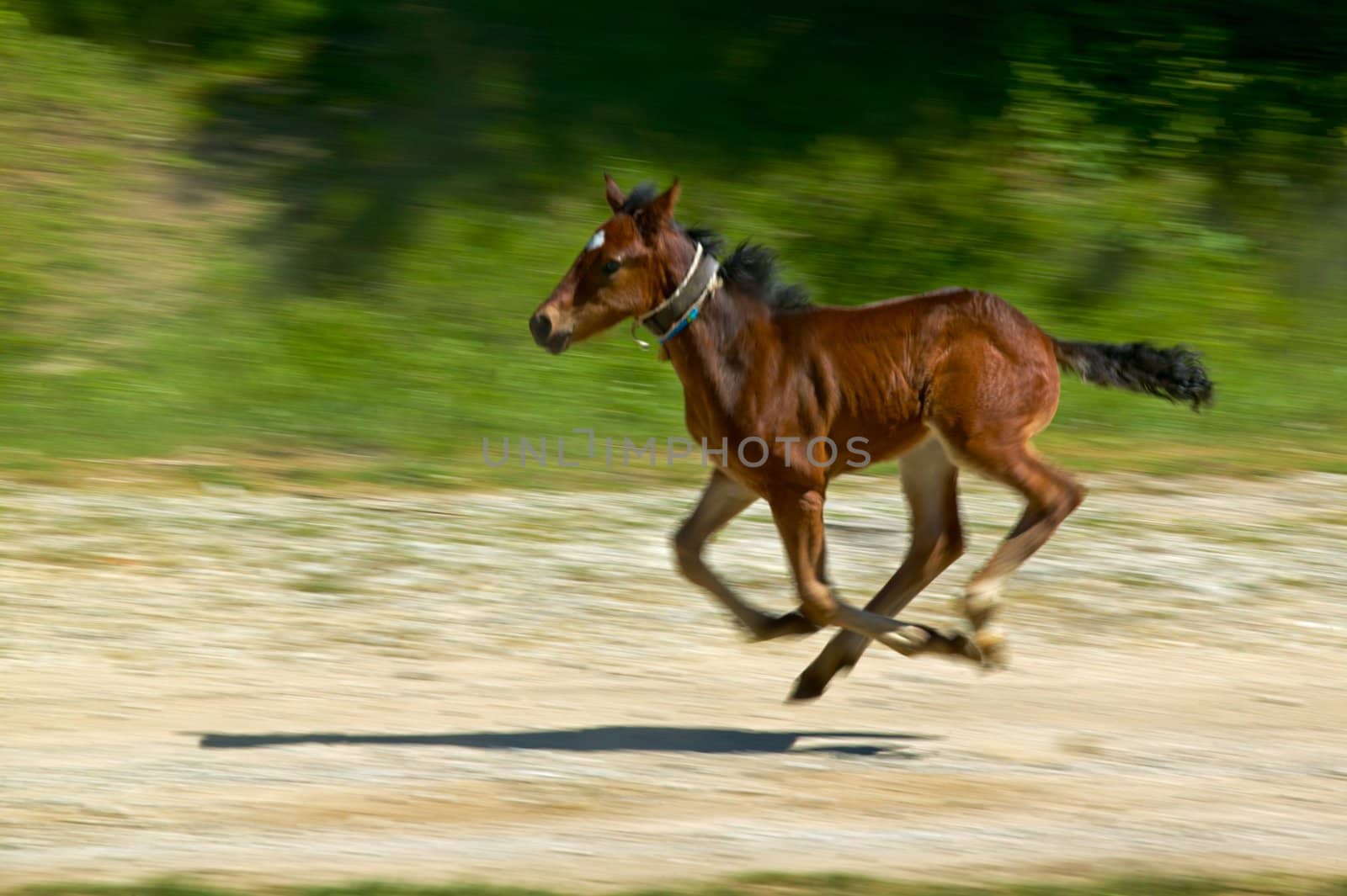 Running horse by ecobo