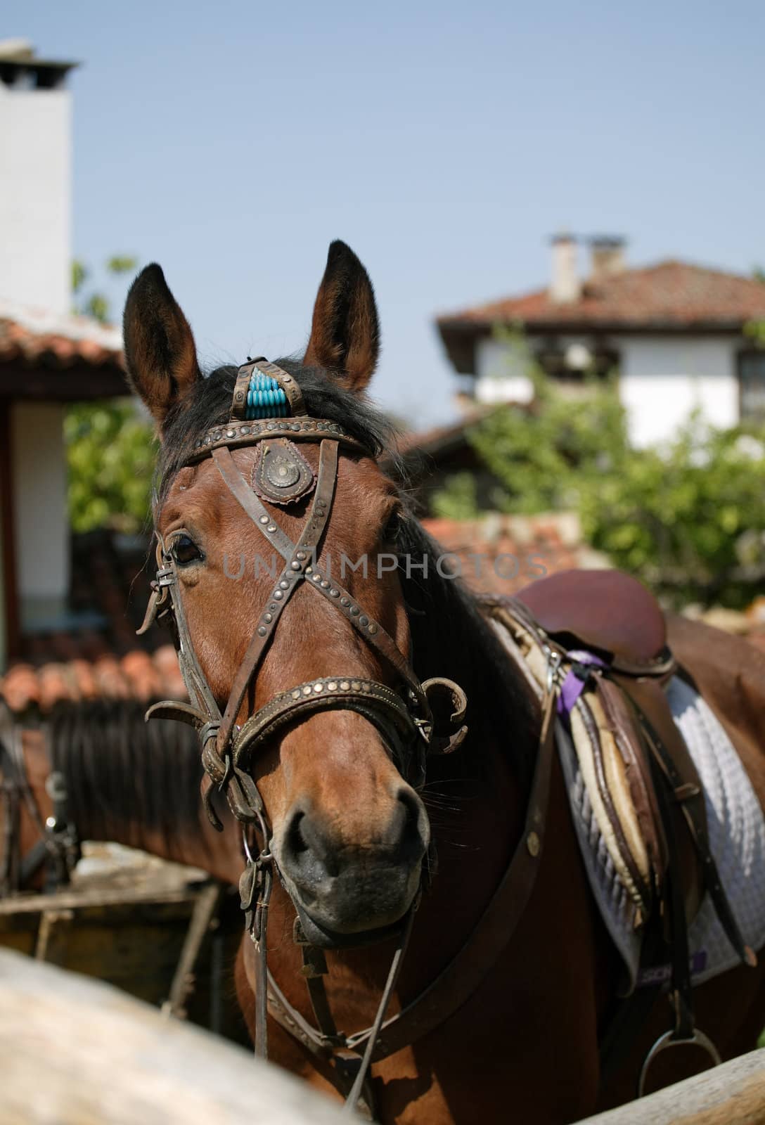 A head of a saddled horse, rural background with houses