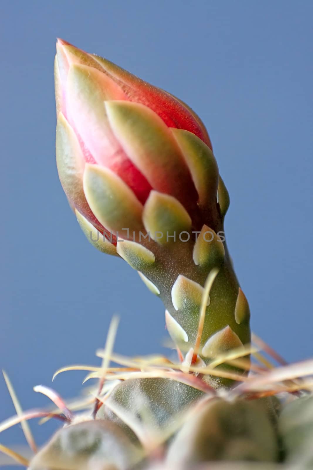 View of  cactus flower bud(Gymnocalycium).Image with shallow depth of field.