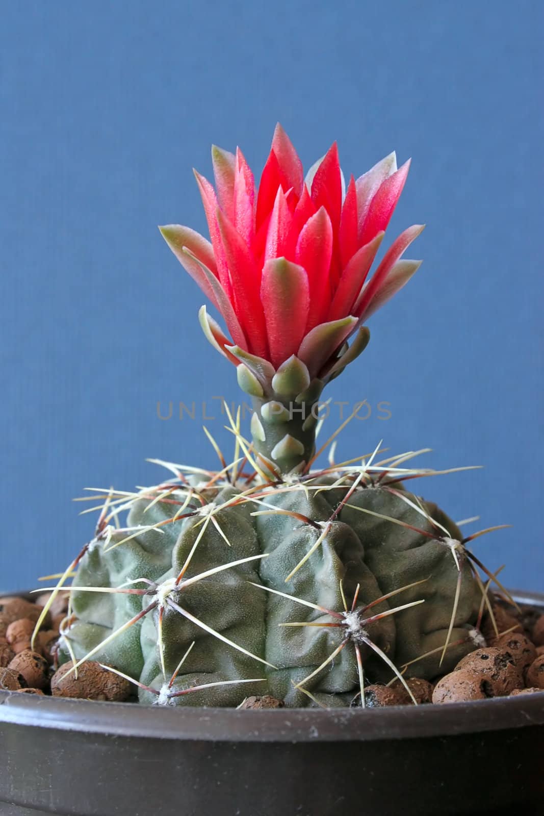 Cactus with blossoms on dark background (Gymnocalicium).Image with shallow depth of field.