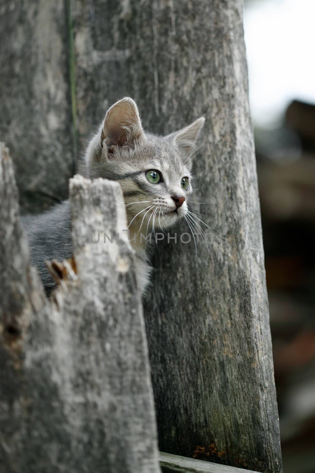 Little pussy looking behind the fence by ecobo