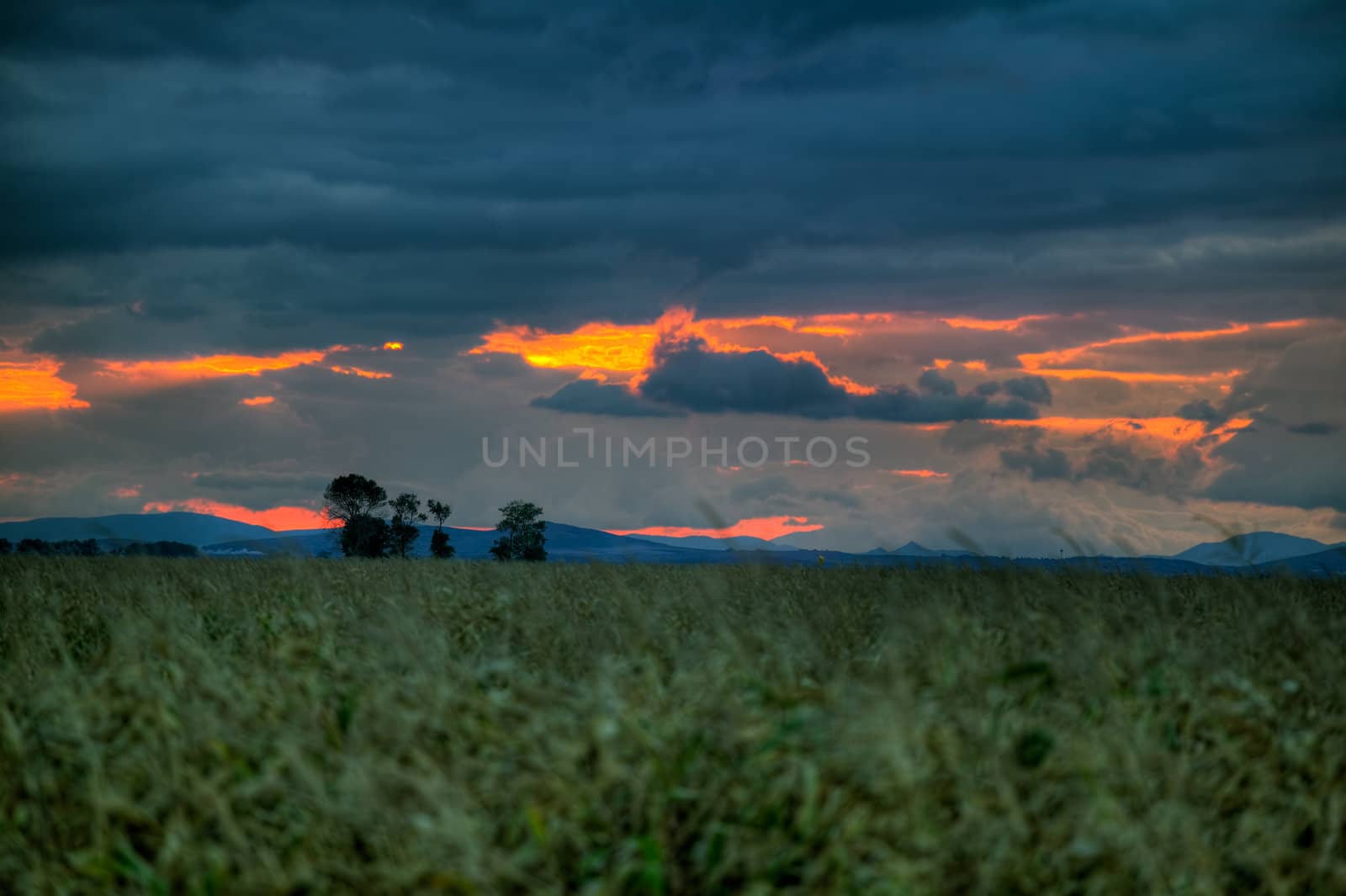 Sunset over a corn field