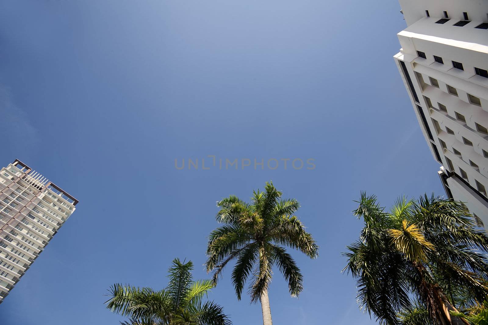 Vocation concept background with palm trees and hotel under blue sky in tropical city.