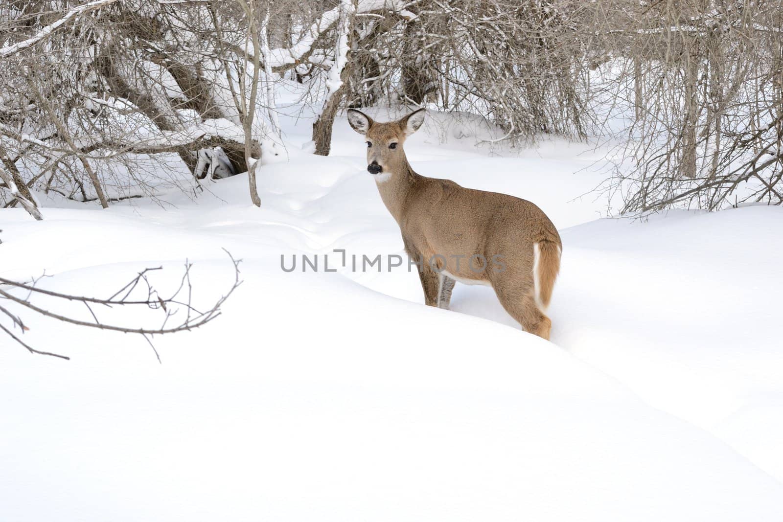 Whitetail Deer Doe by brm1949