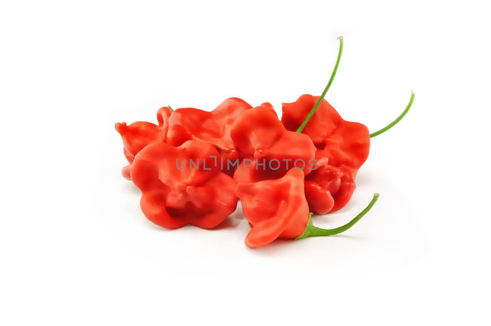 Red hot pepper by Apolonia