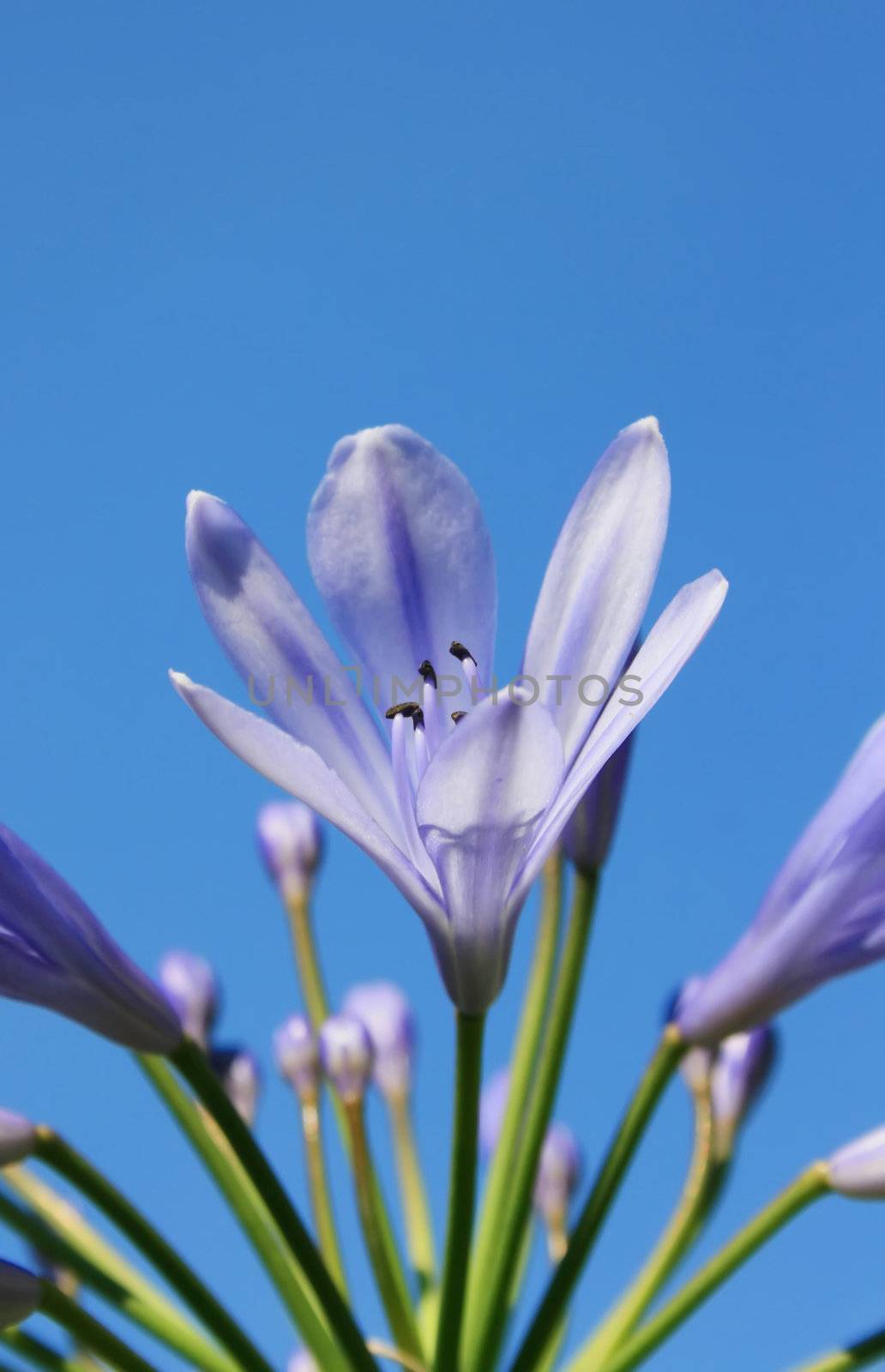 this image shows a purple lily blossom