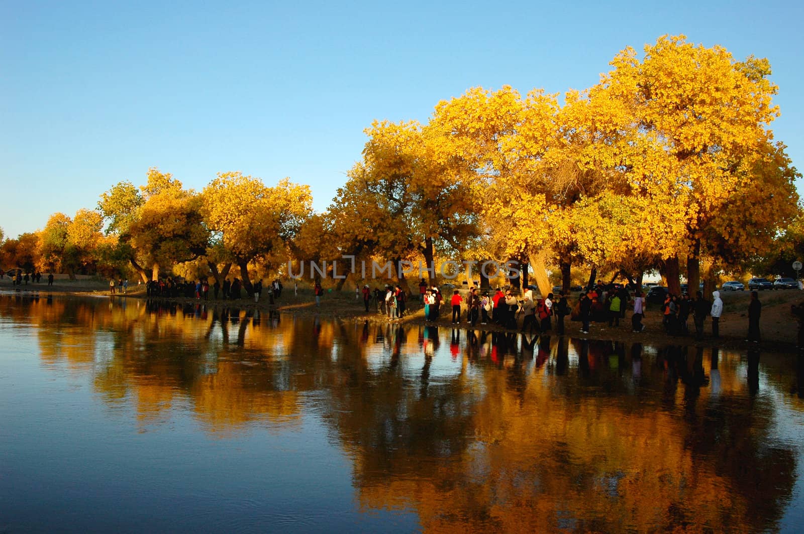 Scenery of golden trees in the autumn