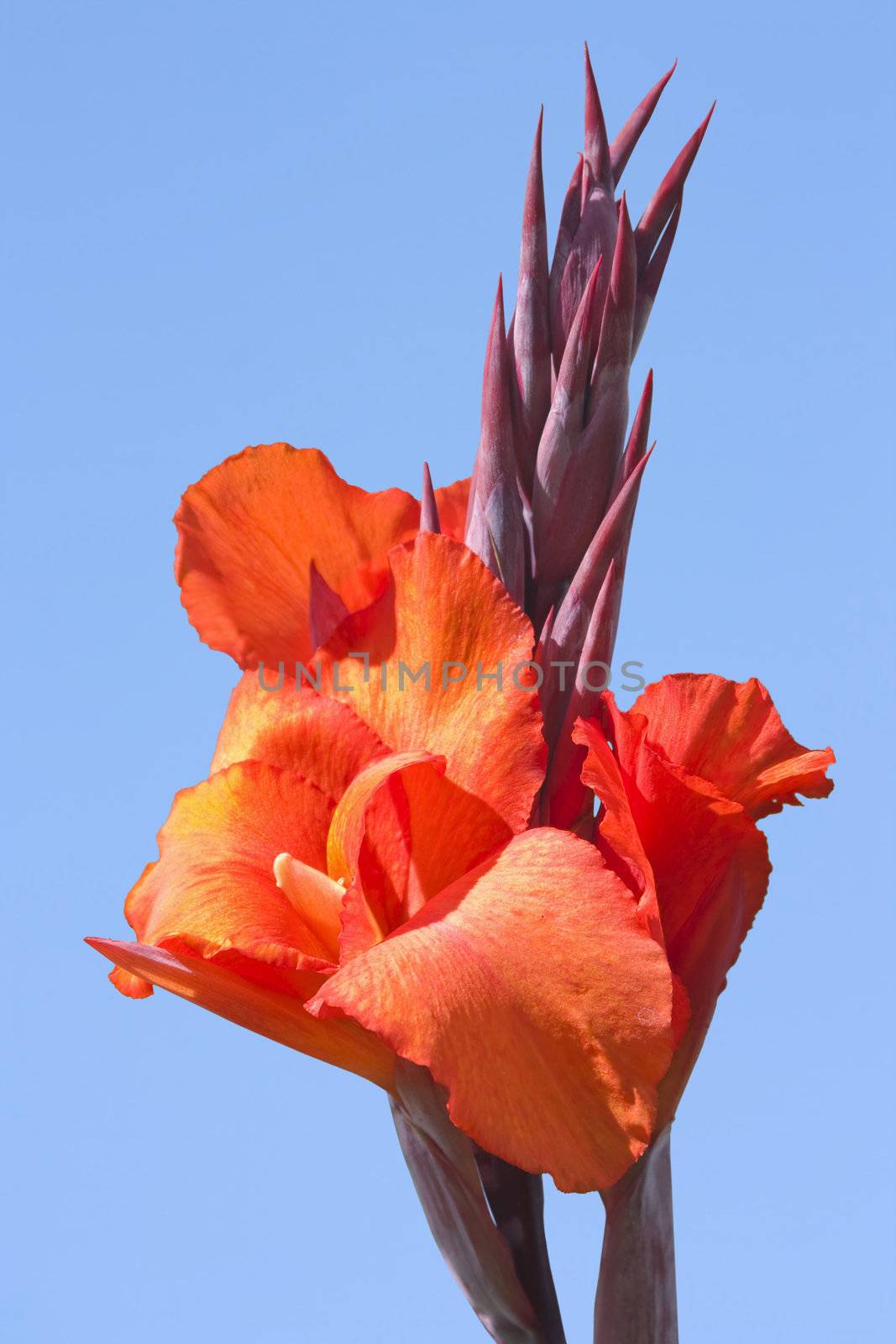 This image shows a macro from a Canna indica
