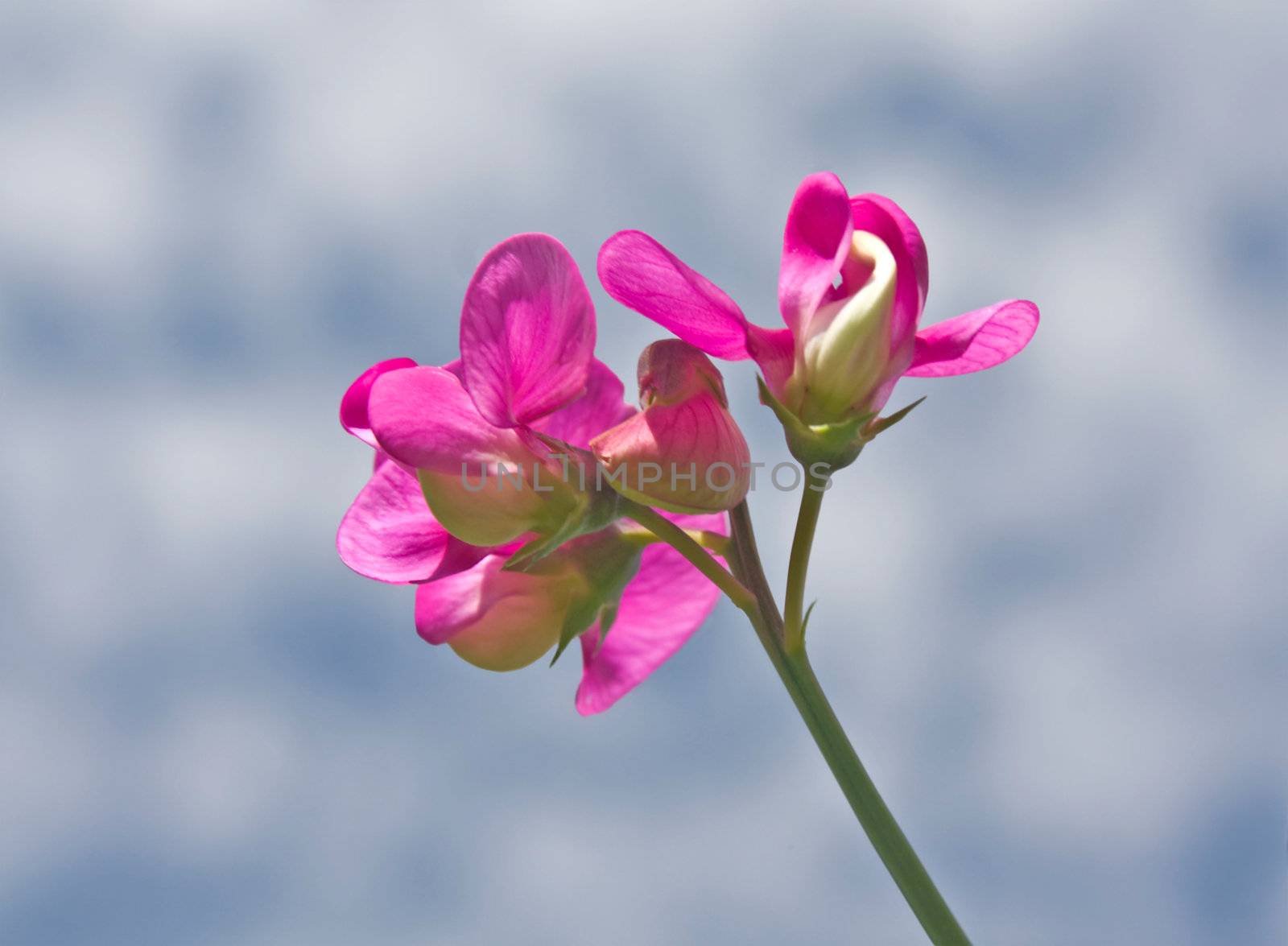 this image shows a sweet pea with sky and clouds