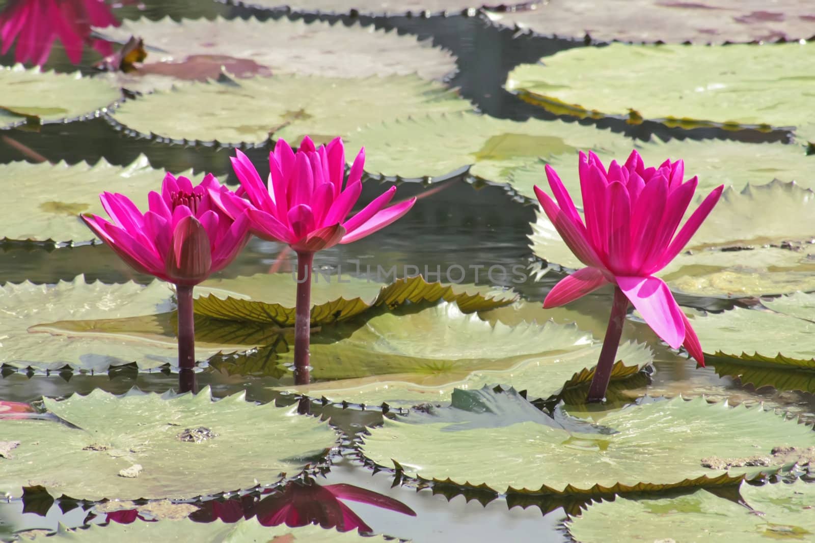 This image shows 3 pink water lily