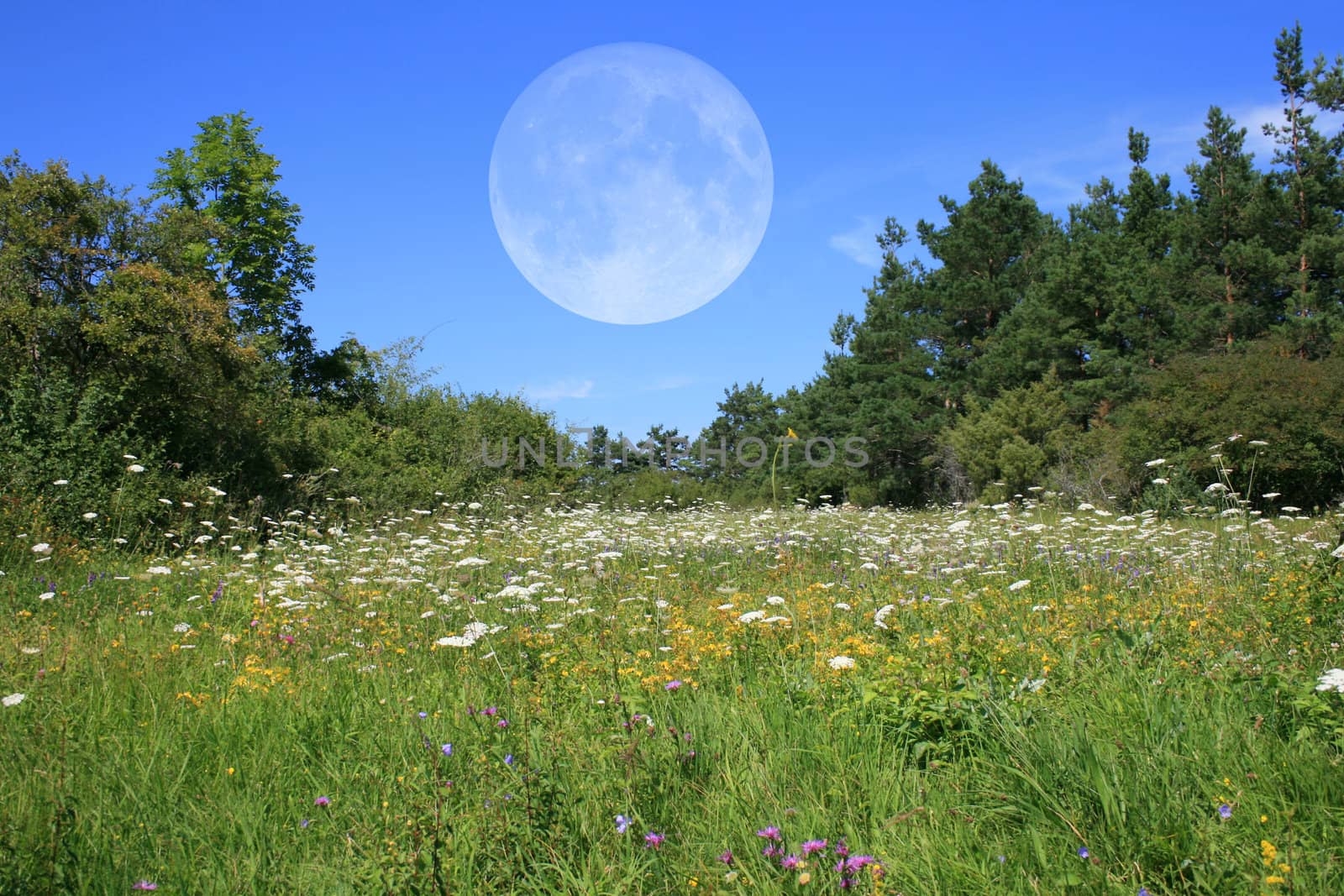 this image shows a wildflower meadow with full moon