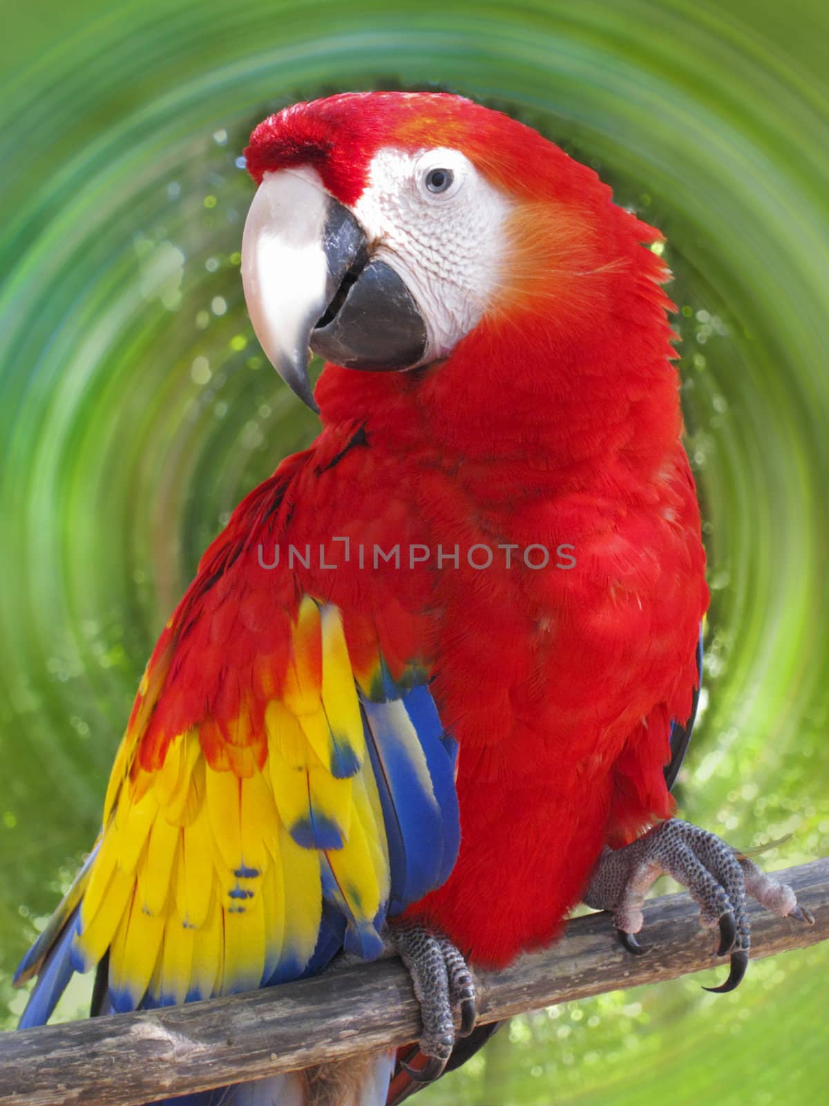Macaw parrot against a green rotary background
