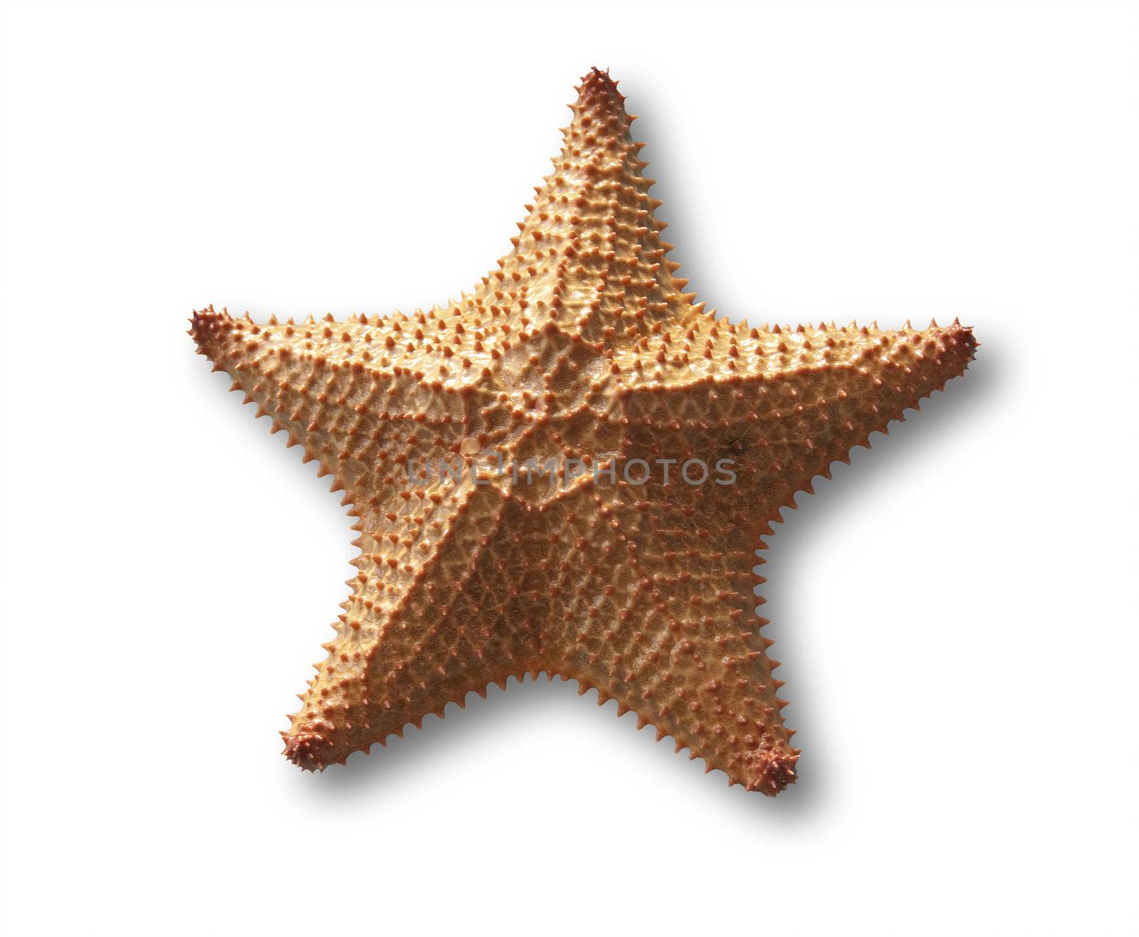Starfish by f/2sumicron