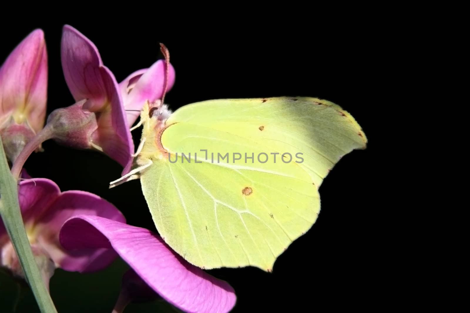 This image shows a macro from a brimstone butterfly