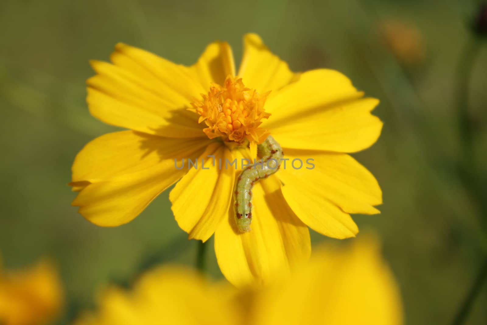 A green worm on a beautiful yellow flower.