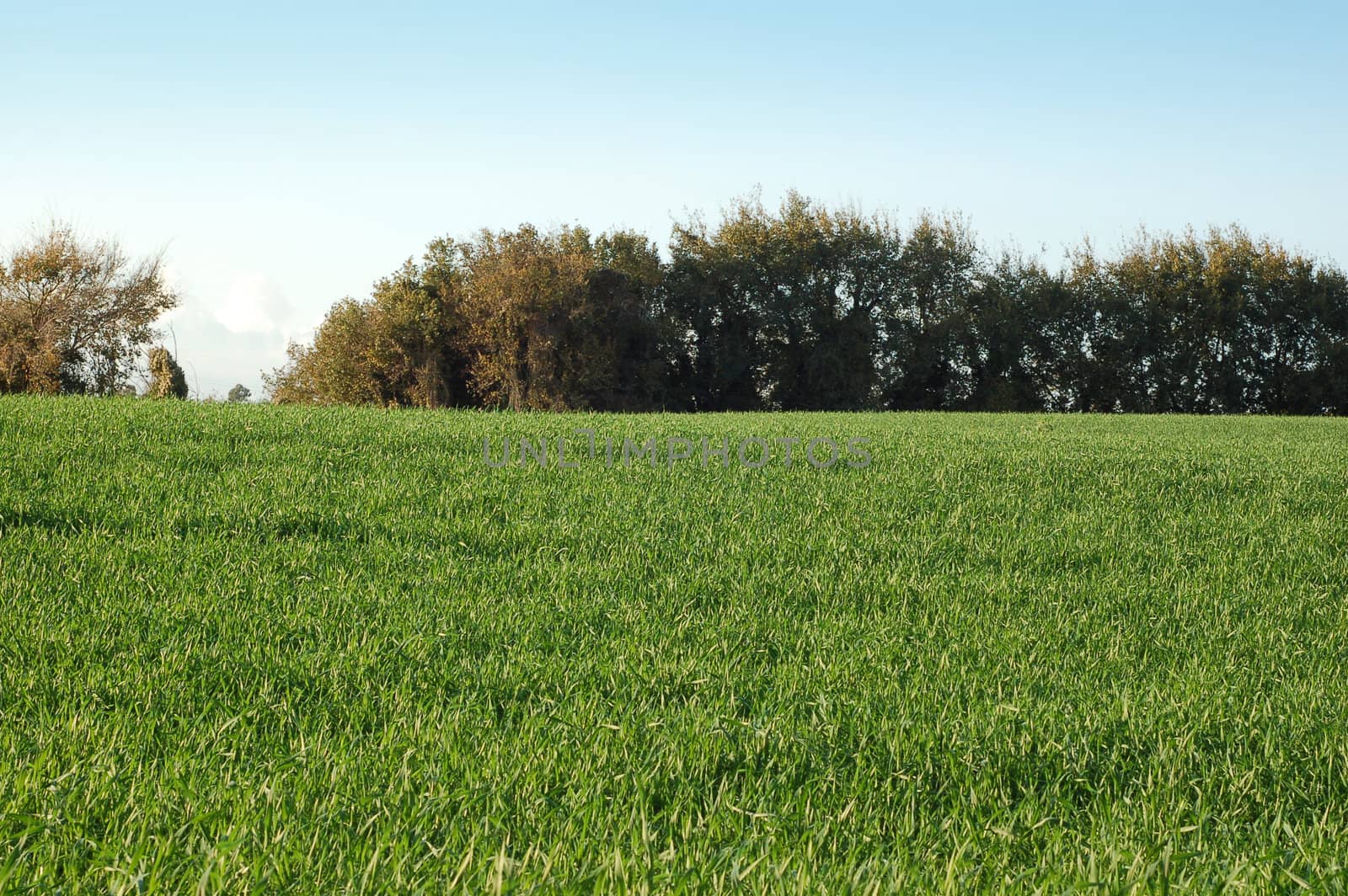 grass field - Green hill landescape