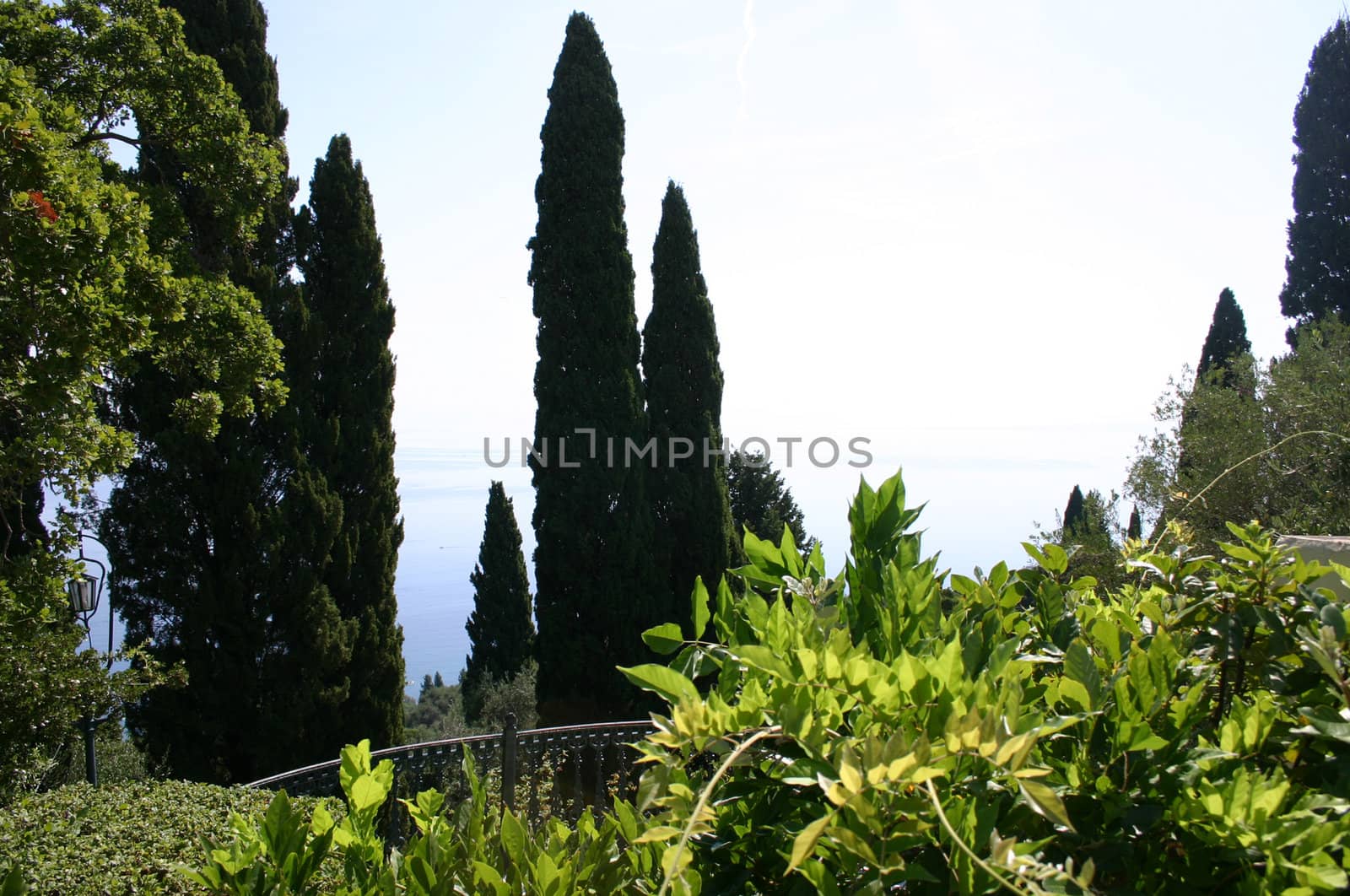 Sharp poplars with sky and balcony