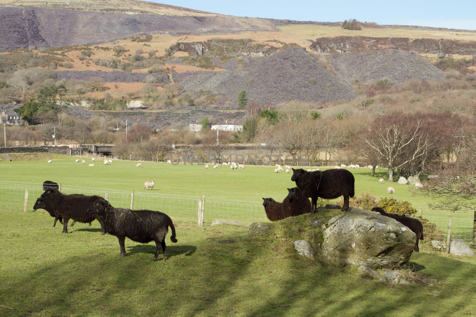 A small flock of black sheep group around a boulder in a field of green grass.