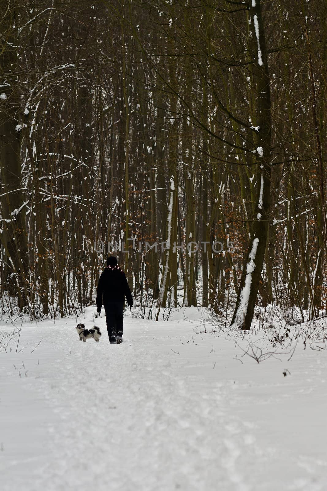 Woman walks the dog in  the forest at winter time