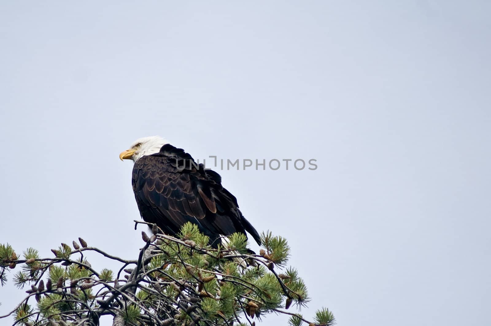 Bald Eagle rests on treetop in Yellowstone Park USA